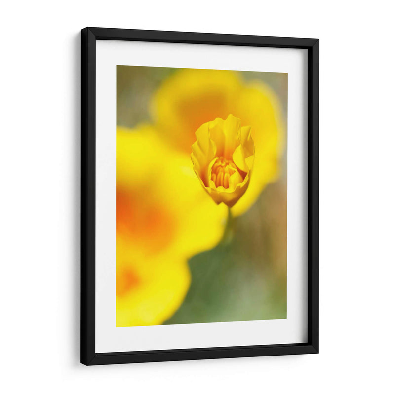 California Poppy Iii - Jonathan Nourock | Cuadro decorativo de Canvas Lab