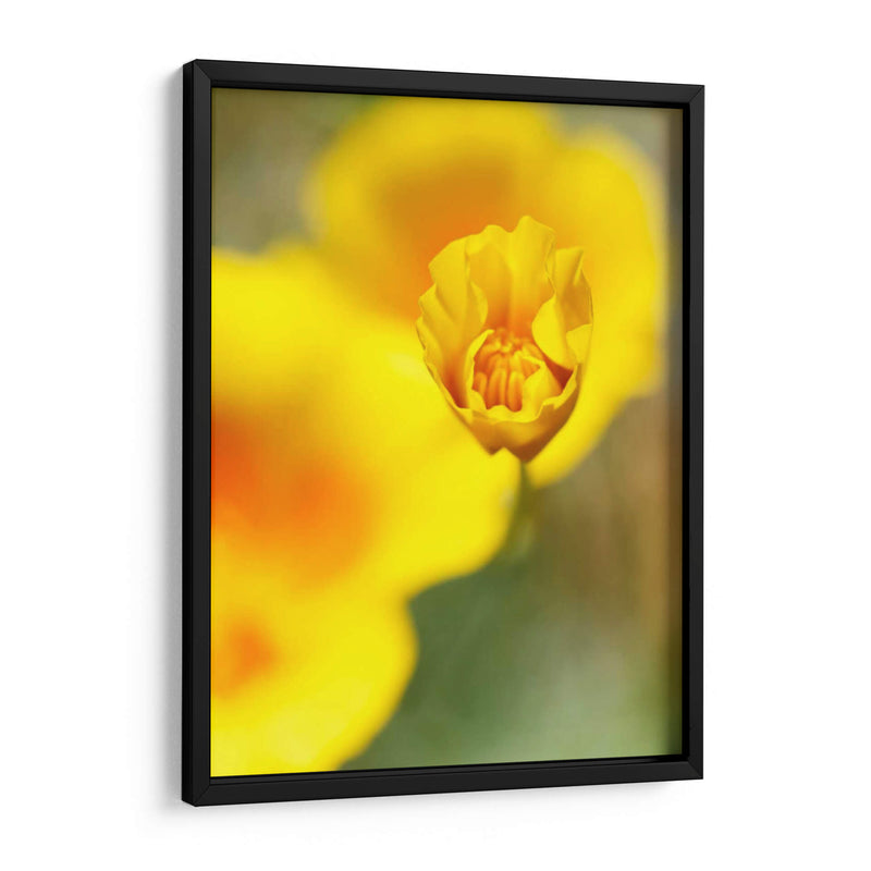 California Poppy Iii - Jonathan Nourock | Cuadro decorativo de Canvas Lab