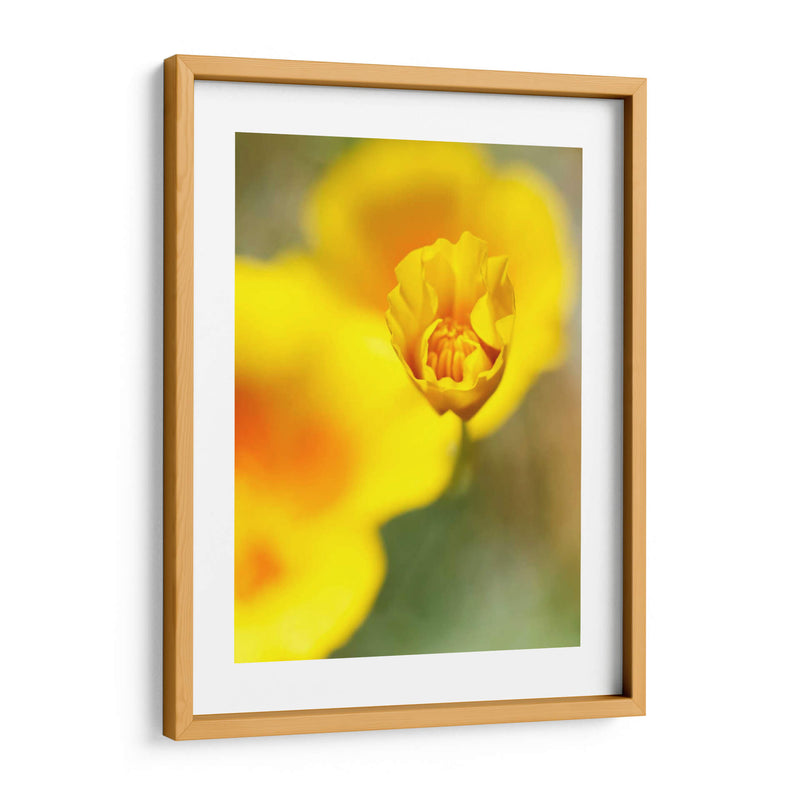 California Poppy Iii - Jonathan Nourock | Cuadro decorativo de Canvas Lab