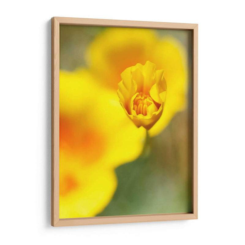 California Poppy Iii - Jonathan Nourock | Cuadro decorativo de Canvas Lab