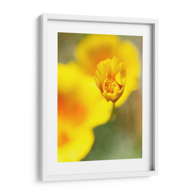 California Poppy Iii - Jonathan Nourock | Cuadro decorativo de Canvas Lab