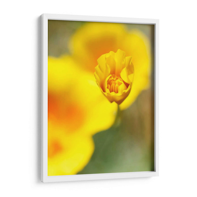 California Poppy Iii - Jonathan Nourock | Cuadro decorativo de Canvas Lab