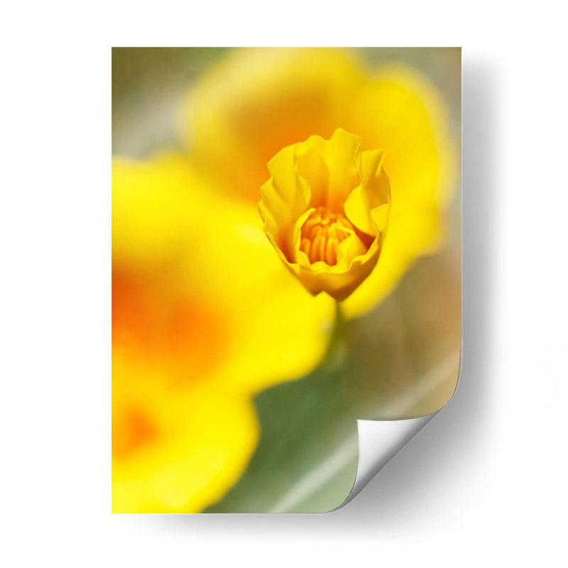 California Poppy Iii - Jonathan Nourock | Cuadro decorativo de Canvas Lab