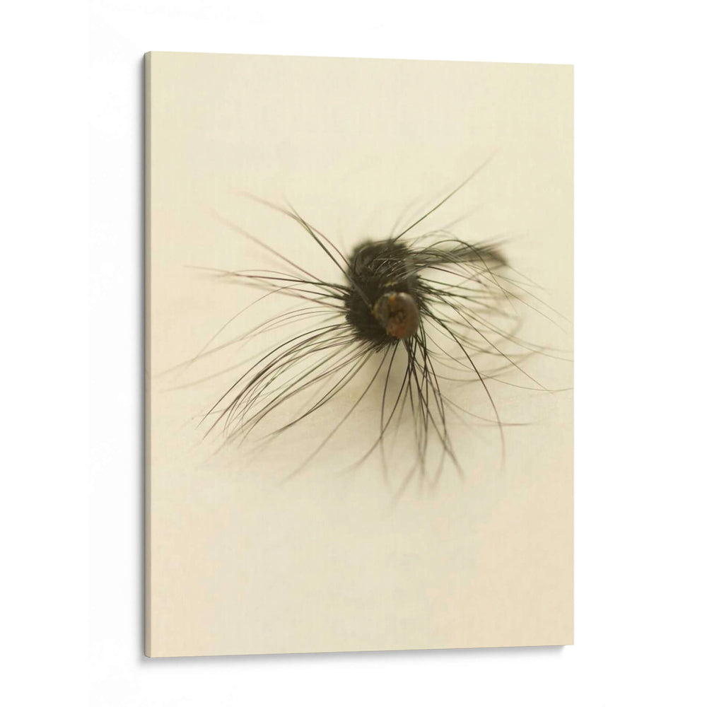Macro Señuelo Iii - Judy Stalus | Cuadro decorativo de Canvas Lab