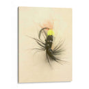 Macro Señuelo Vii - Judy Stalus | Cuadro decorativo de Canvas Lab