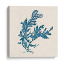 Indigo Algae Iii - Jennifer Goldberger | Cuadro decorativo de Canvas Lab