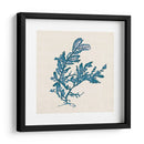 Indigo Algae Iii - Jennifer Goldberger | Cuadro decorativo de Canvas Lab