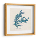 Indigo Algae Iii - Jennifer Goldberger | Cuadro decorativo de Canvas Lab