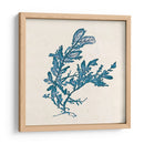 Indigo Algae Iii - Jennifer Goldberger | Cuadro decorativo de Canvas Lab