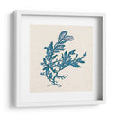Indigo Algae Iii - Jennifer Goldberger | Cuadro decorativo de Canvas Lab