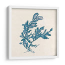 Indigo Algae Iii - Jennifer Goldberger | Cuadro decorativo de Canvas Lab