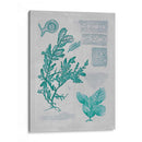 Teal Coral Ii - Jennifer Goldberger | Cuadro decorativo de Canvas Lab
