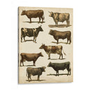 Carta De Vaca Antigua - Vision Studio | Cuadro decorativo de Canvas Lab