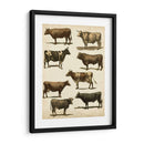 Carta De Vaca Antigua - Vision Studio | Cuadro decorativo de Canvas Lab