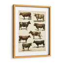 Carta De Vaca Antigua - Vision Studio | Cuadro decorativo de Canvas Lab