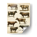 Carta De Vaca Antigua - Vision Studio | Cuadro decorativo de Canvas Lab