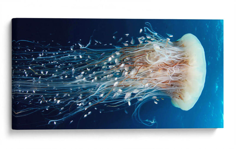 Medusa vestida de peces | Cuadro decorativo de Canvas Lab