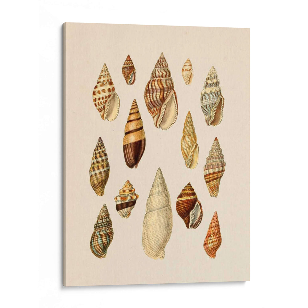 Pantalla De Cáscara De Cono Ii - Jennifer Goldberger | Cuadro decorativo de Canvas Lab