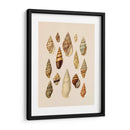 Pantalla De Cáscara De Cono Ii - Jennifer Goldberger | Cuadro decorativo de Canvas Lab