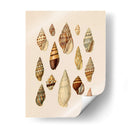 Pantalla De Cáscara De Cono Ii - Jennifer Goldberger | Cuadro decorativo de Canvas Lab