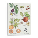 Fruta Metley I - Naomi McCavitt | Cuadro decorativo de Canvas Lab
