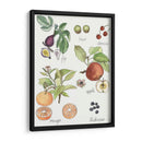 Fruta Metley I - Naomi McCavitt | Cuadro decorativo de Canvas Lab