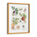 Fruta Metley I - Naomi McCavitt | Cuadro decorativo de Canvas Lab
