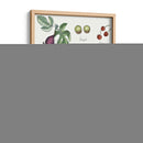 Fruta Metley I - Naomi McCavitt | Cuadro decorativo de Canvas Lab