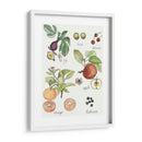 Fruta Metley I - Naomi McCavitt | Cuadro decorativo de Canvas Lab