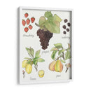Fruta Medley Ii - Naomi McCavitt | Cuadro decorativo de Canvas Lab