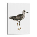 Sea Bird Iii - Grace Popp | Cuadro decorativo de Canvas Lab