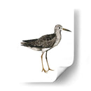 Sea Bird Iii - Grace Popp | Cuadro decorativo de Canvas Lab