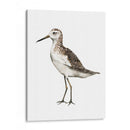 Sea Bird Vi - Grace Popp | Cuadro decorativo de Canvas Lab
