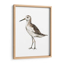 Sea Bird Vi - Grace Popp | Cuadro decorativo de Canvas Lab