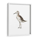 Sea Bird Vi - Grace Popp | Cuadro decorativo de Canvas Lab