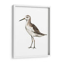 Sea Bird Vi - Grace Popp | Cuadro decorativo de Canvas Lab