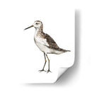 Sea Bird Vi - Grace Popp | Cuadro decorativo de Canvas Lab