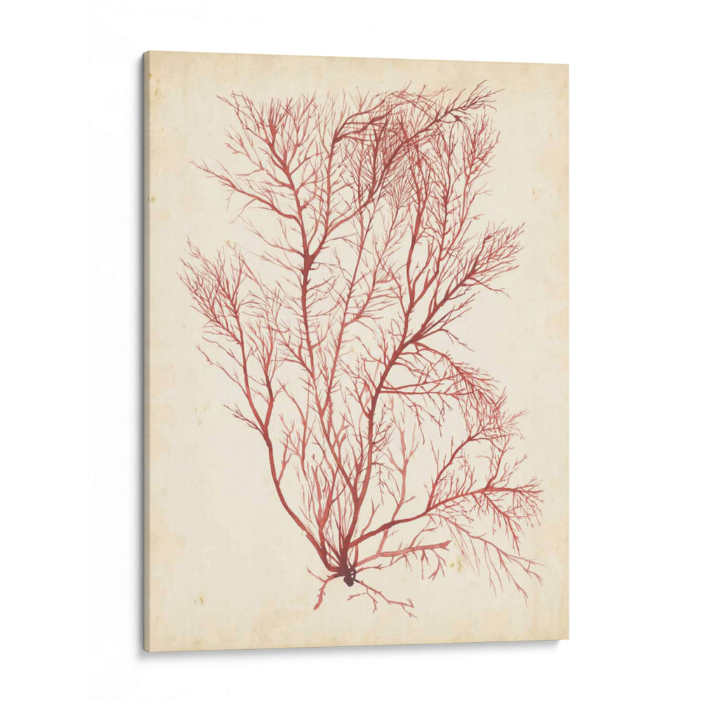 Hierba De Mar De Acuarela I - Grace Popp | Cuadro decorativo de Canvas Lab