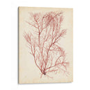 Hierba De Mar De Acuarela I - Grace Popp | Cuadro decorativo de Canvas Lab