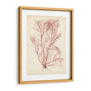 Hierba De Mar De Acuarela I - Grace Popp | Cuadro decorativo de Canvas Lab