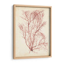 Hierba De Mar De Acuarela I - Grace Popp | Cuadro decorativo de Canvas Lab