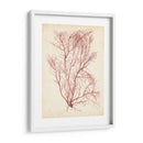 Hierba De Mar De Acuarela I - Grace Popp | Cuadro decorativo de Canvas Lab