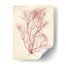 Hierba De Mar De Acuarela I - Grace Popp | Cuadro decorativo de Canvas Lab