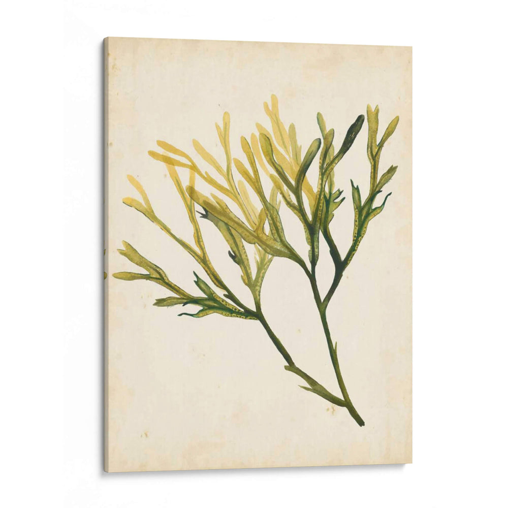 Acuarela Mar Hierba V - Grace Popp | Cuadro decorativo de Canvas Lab
