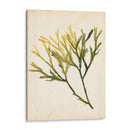 Acuarela Mar Hierba V - Grace Popp | Cuadro decorativo de Canvas Lab