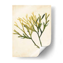 Acuarela Mar Hierba V - Grace Popp | Cuadro decorativo de Canvas Lab