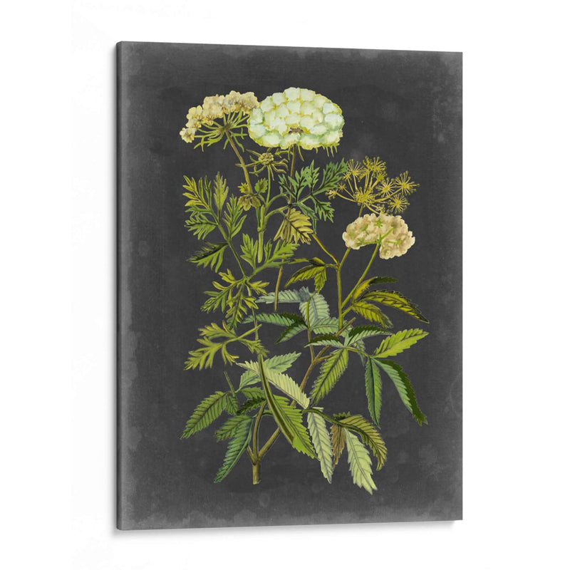 Bookplate Floral I - Naomi McCavitt | Cuadro decorativo de Canvas Lab