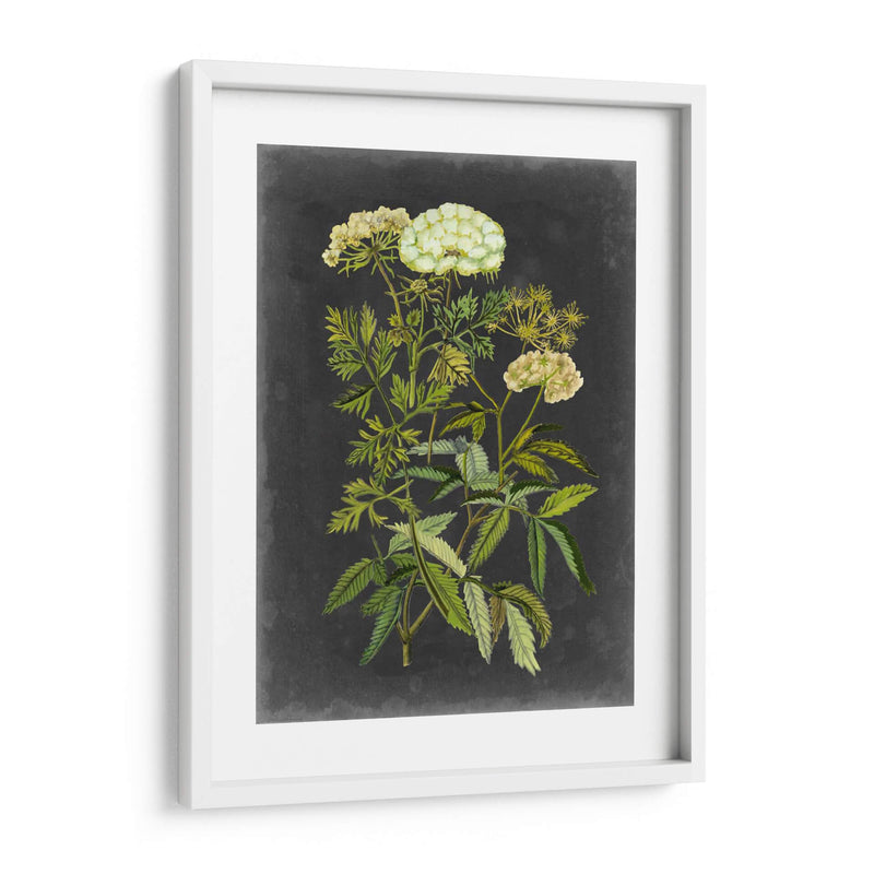 Bookplate Floral I - Naomi McCavitt | Cuadro decorativo de Canvas Lab