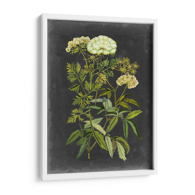 Bookplate Floral I - Naomi McCavitt | Cuadro decorativo de Canvas Lab