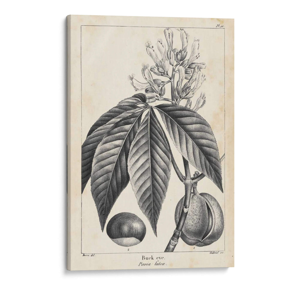 Árbol Buckeye De La Vendimia - Thomas Nuttall | Cuadro decorativo de Canvas Lab